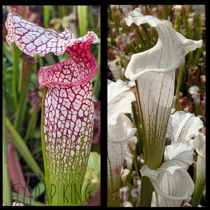 Sarracenia (