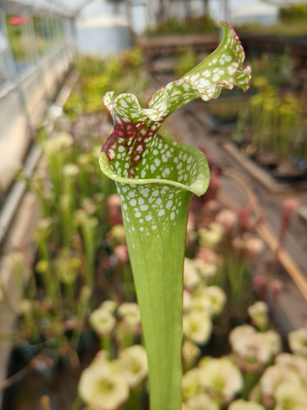 SKU23 leucophylla 