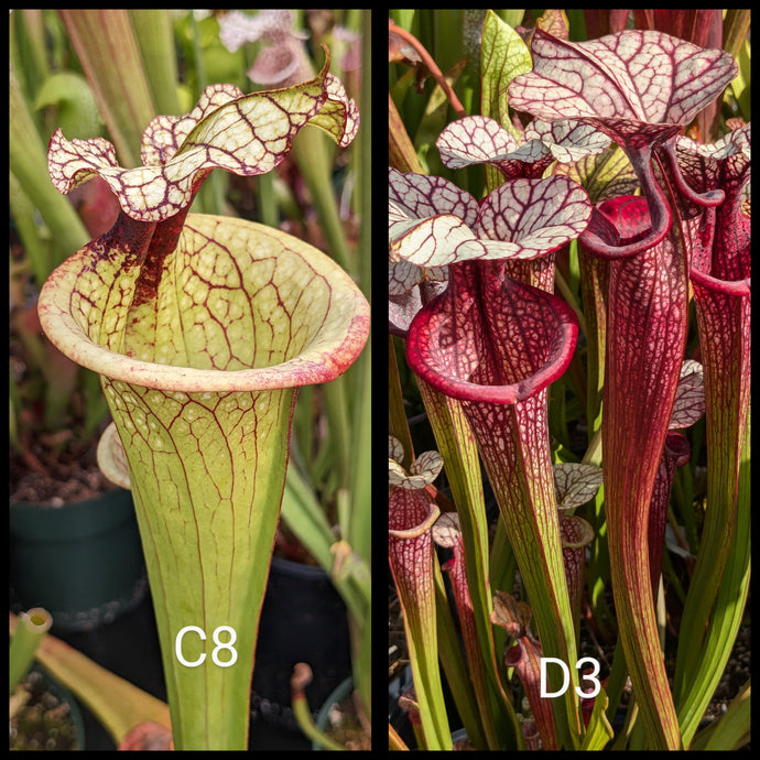 Sarracenia C8 x [(leucophylla 