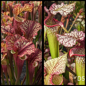 Sarracenia ‘Dragon Queen’ x (“Bouquet” x ‘Adrian Slack’) seeds