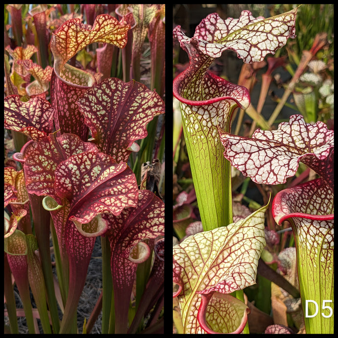 Sarracenia ‘Dragon Queen’ x (“Bouquet” x ‘Adrian Slack’) seeds