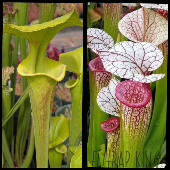 Sarracenia flava 'Pastel' x 'Adrian Slack seeds