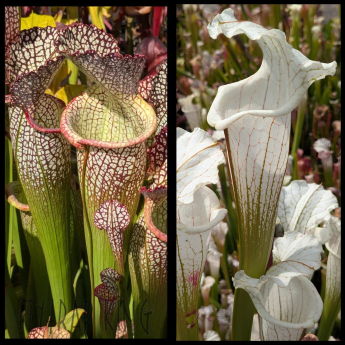 Sarracenia 