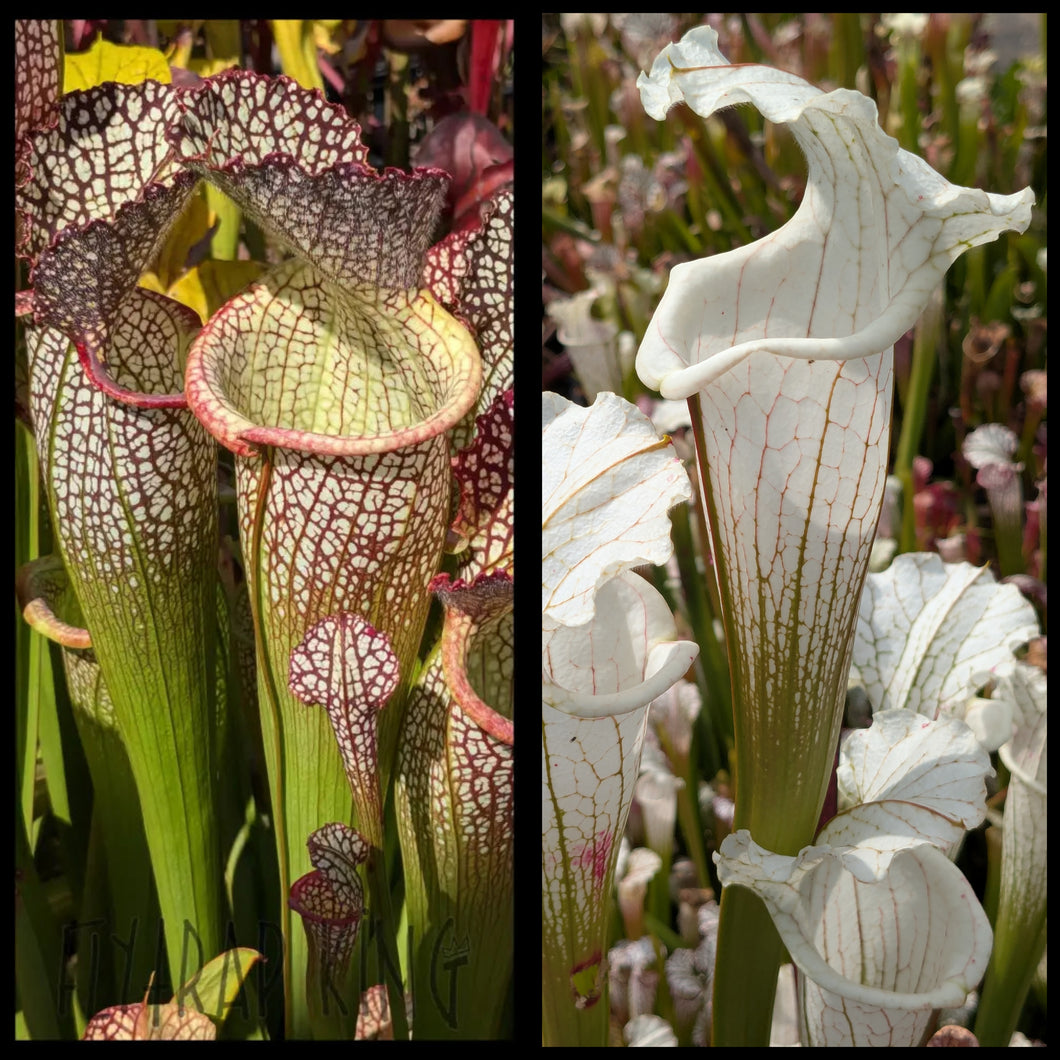 Sarracenia 
