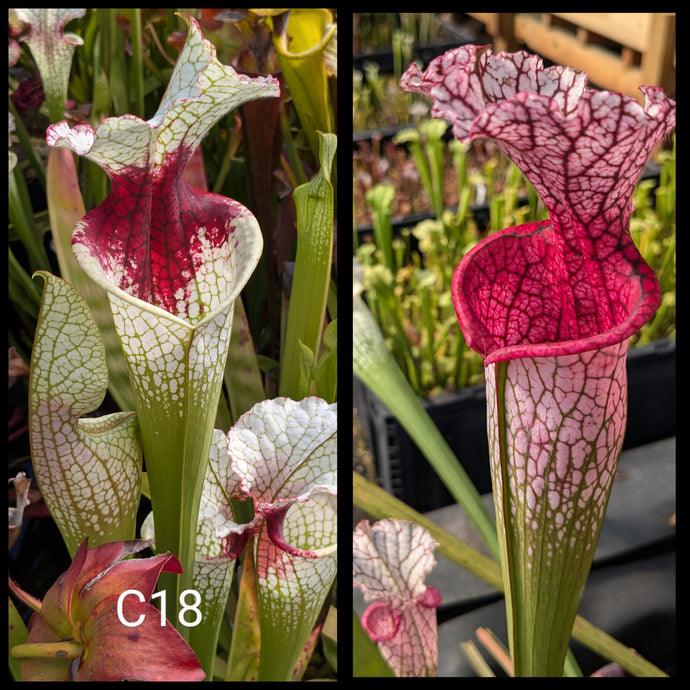 Sarracenia (