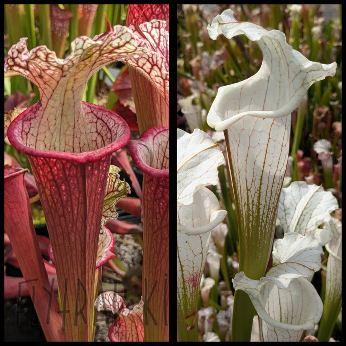 Sarracenia ('Lunchbox' x 