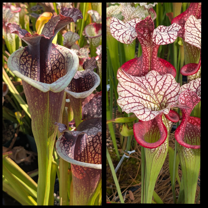Sarracenia [(leuc. x moorei) x 'Lunchbox'] x 'Caitrin Claire' seeds