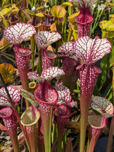 Load image into Gallery viewer, Sarracenia Lunchbox x Johnny Wilkerson Pitcher Plant