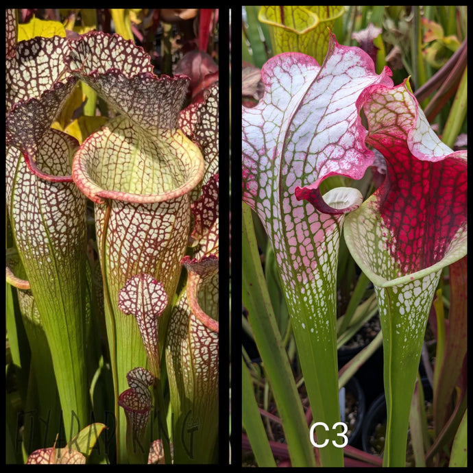 Sarracenia 