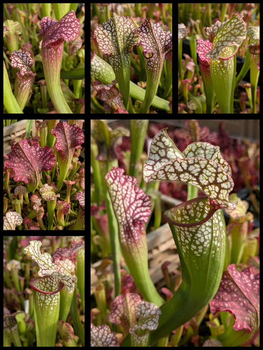 Sarracenia 'Drew McClain' x 'Megamouth'  pitcher plant seedlings
