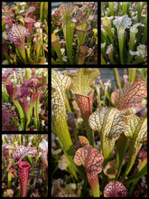 Load image into Gallery viewer, Wholesale Sarracenia hybrid supermix 20 count