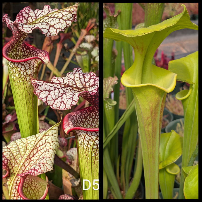 Sarracenia (