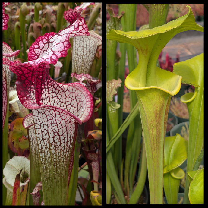 Sarracenia 