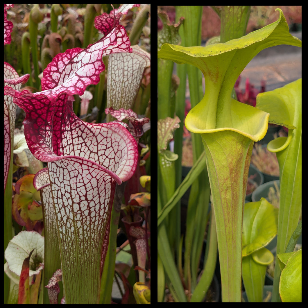 Sarracenia 