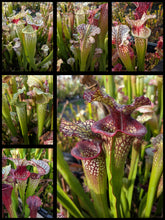 Load image into Gallery viewer, Wholesale Sarracenia hybrid supermix 20 count