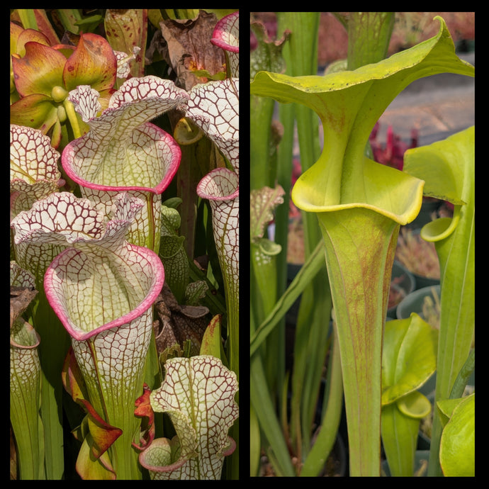 Sarracenia “Bento” x flava ‘Pastel’ seeds