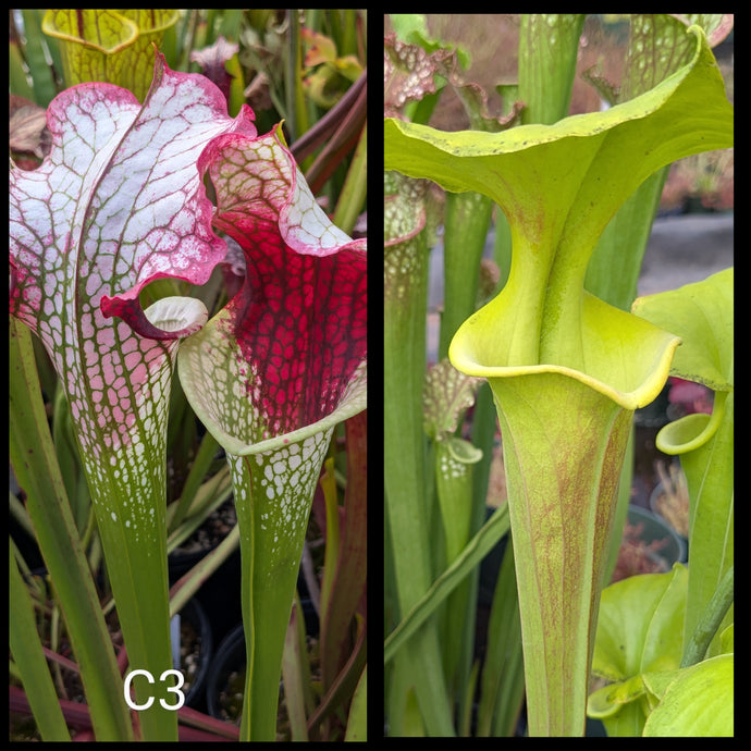 Sarracenia (