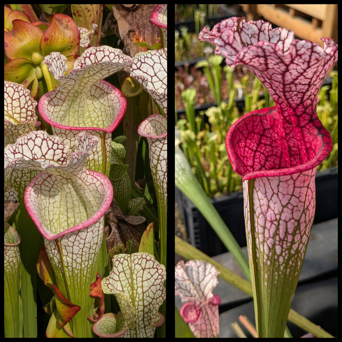 Sarracenia 