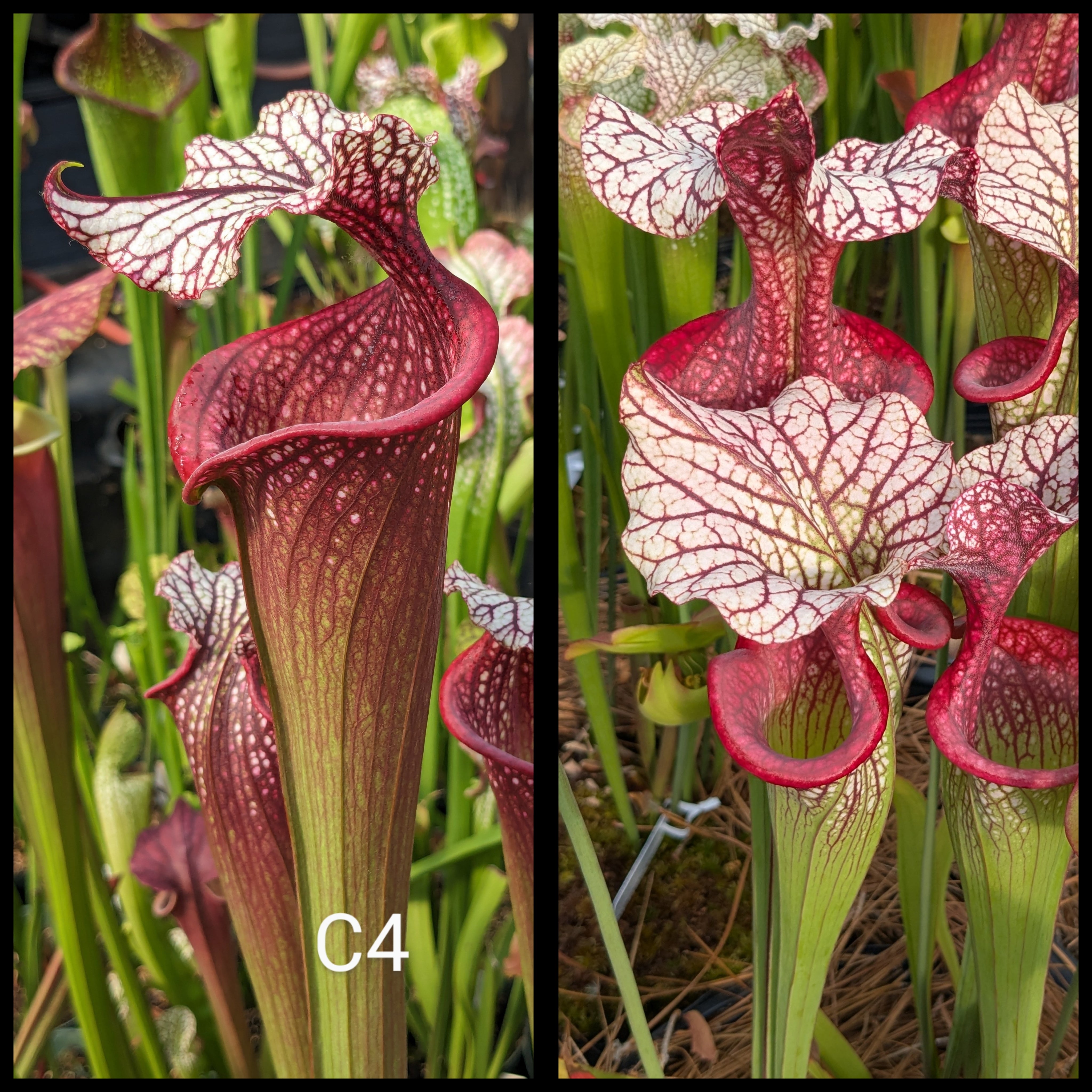 サウサンプトン ララーナ Sarracenia ('Leah Wilkerson' x 'Royal Ruby) x 'Caitrin Claire