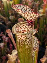 Load image into Gallery viewer, Wholesale Sarracenia hybrid supermix 20 count