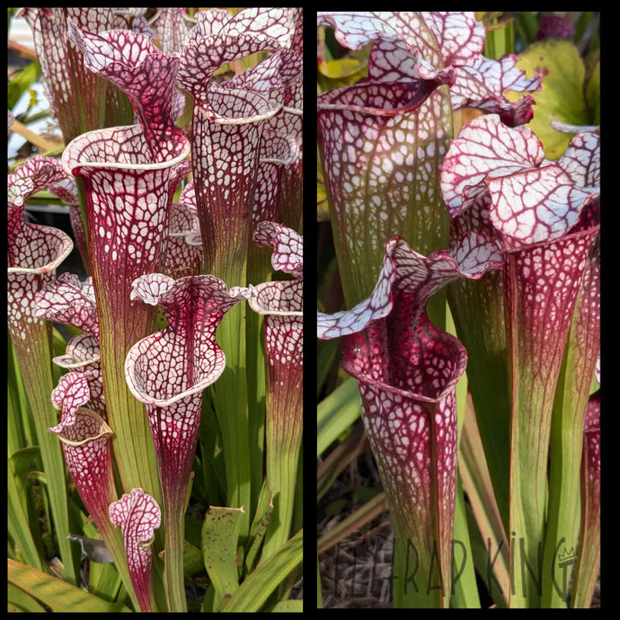 Sarracenia [(leucophylla x moorei) x ‘Lunchbox’)] x “Drew Mcclain” seeds