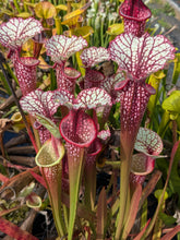 Load image into Gallery viewer, Sarracenia Lunchbox x Johnny Wilkerson Pitcher Plant