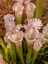 Load image into Gallery viewer, Sarracenia leucophylla "Liberty" x leucophylla "Purple Lips" pitcher plant