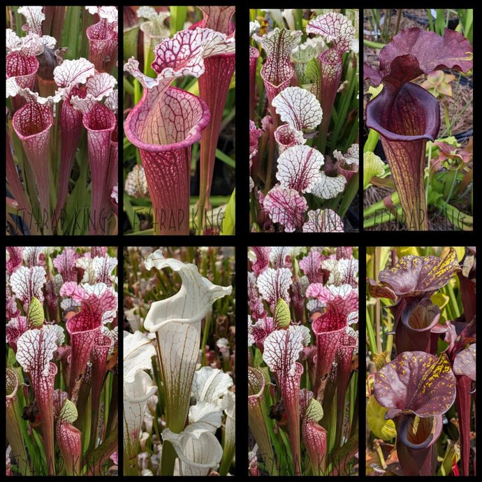 Seed mix #36.  Hawaiian Icicle. Approximately 175 seeds!