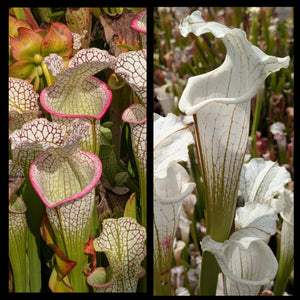 Sarracenia "Bento" x leucophylla "Candy Ghost" seeds