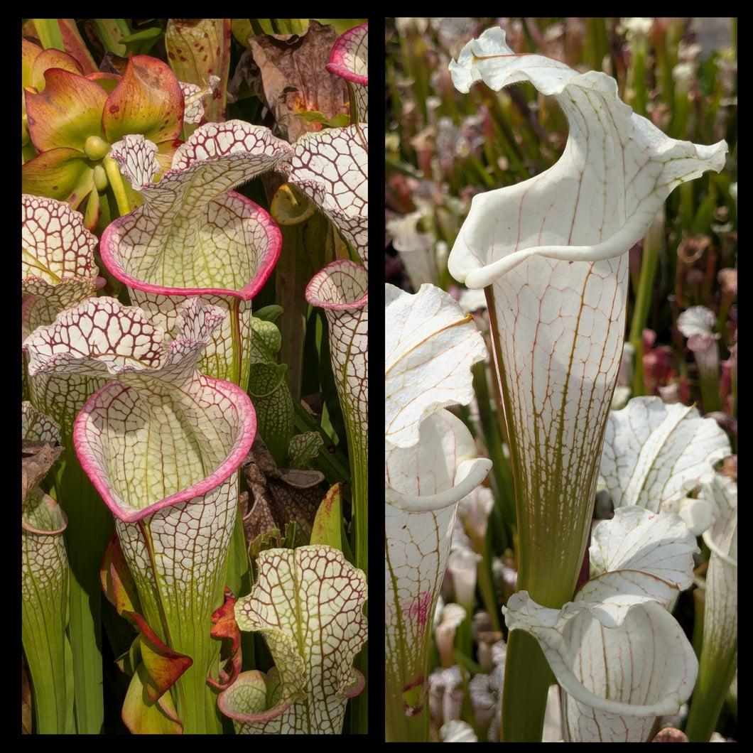 Sarracenia 