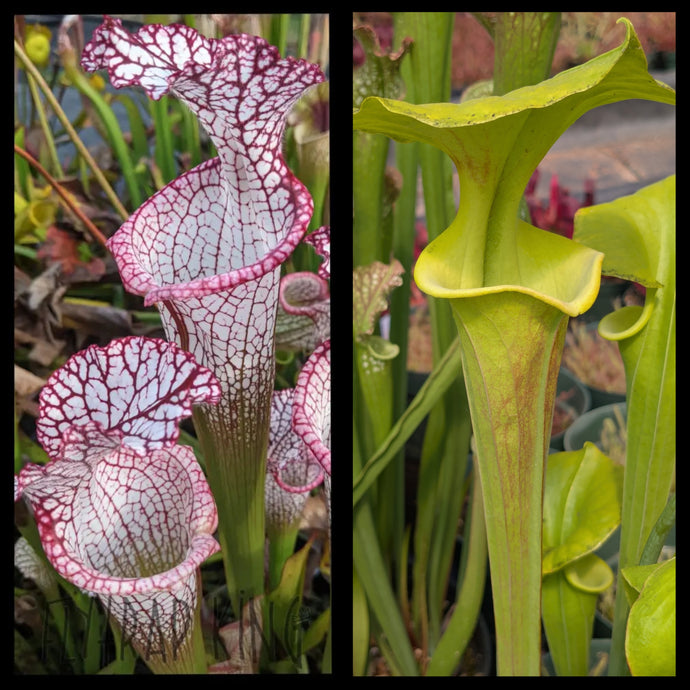 Sarracenia leucophylla 