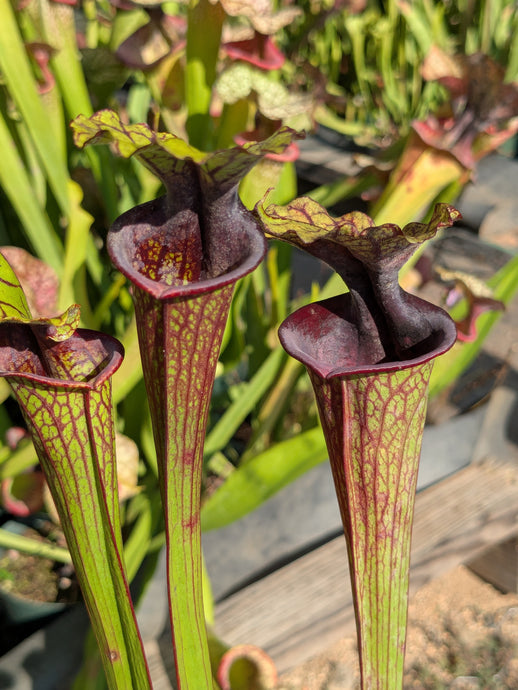 SKU107 'Leah Wilkerson' x 'Super Heavy Veins'
