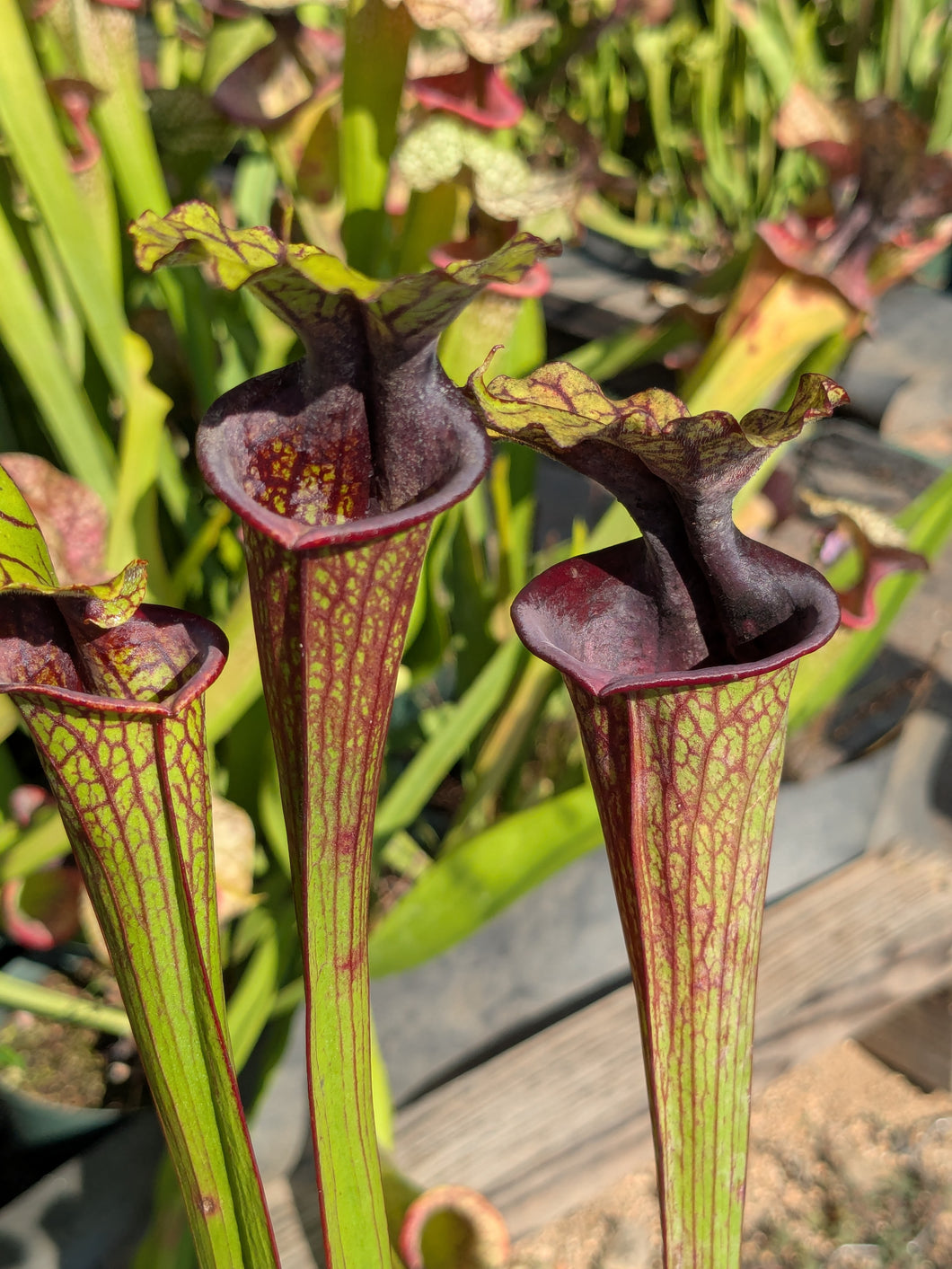 SKU107 'Leah Wilkerson' x 'Super Heavy Veins'