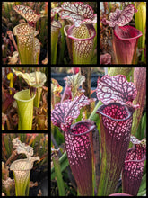 Load image into Gallery viewer, Wholesale Sarracenia hybrid supermix 20 count