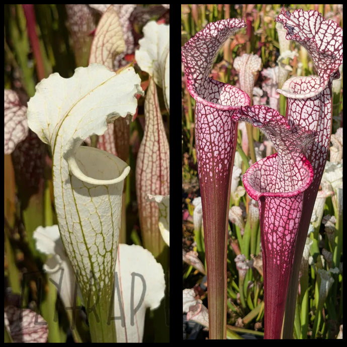 Sarracenia leucophylla 