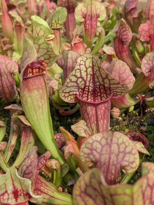 Sarracenia (Leah Wilkerson x umlauftiana) x purpurea ssp. venosa pitcher plant seedlings