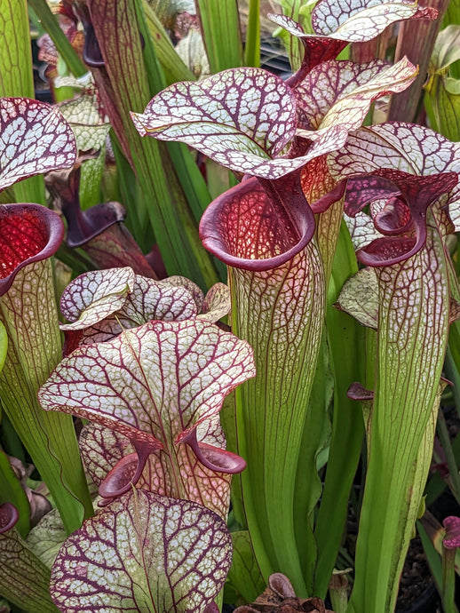 Sarracenia - North American Pitcher Plants – Flytrap King