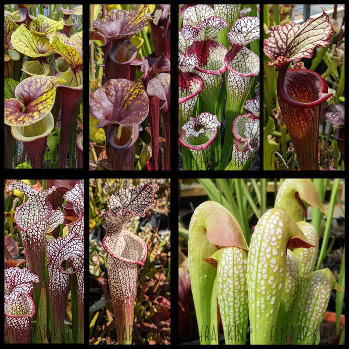 Seed mix #28. Flava, minor, leuc, moorei.  Approximately 175 seeds!