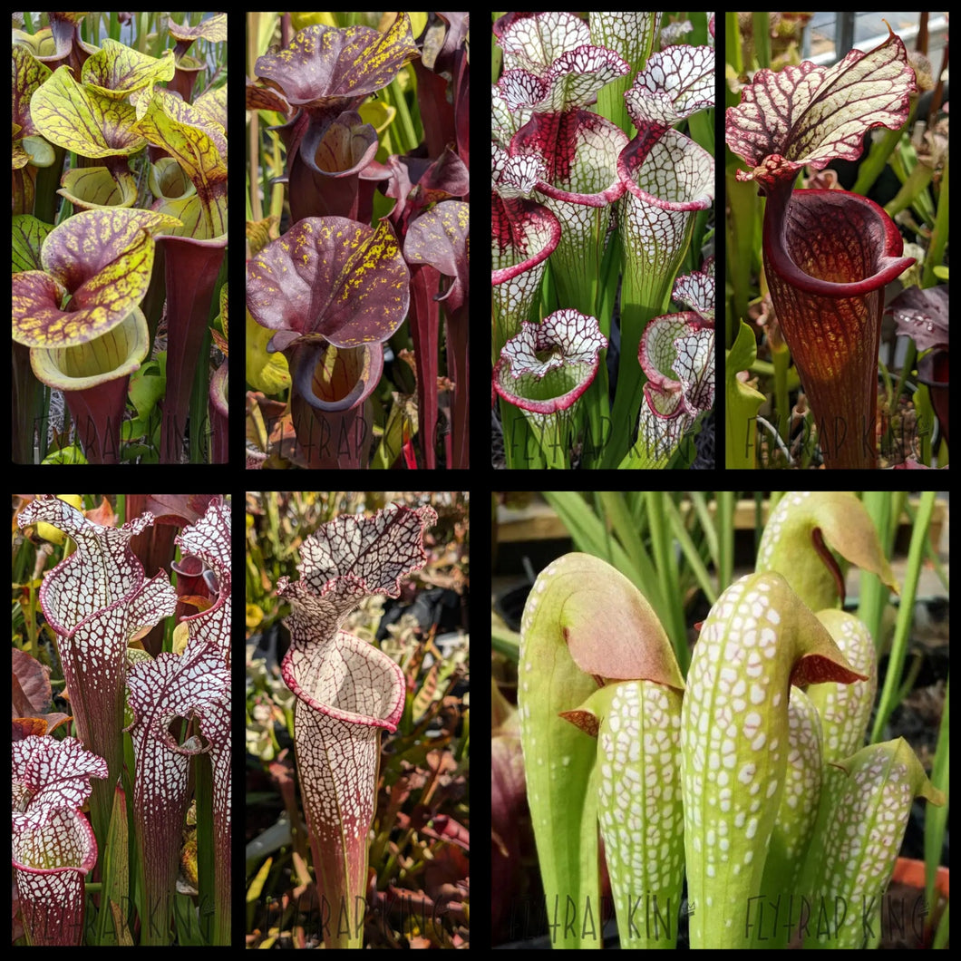 Seed mix #28. Flava, minor, leuc, moorei.  Approximately 175 seeds!