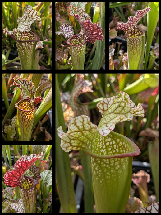Sarracenia leucophylla “Albino” x ‘Simone’ pitcher plant seedlings