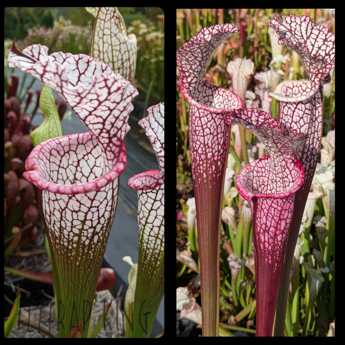 Sarracenia leucophylla “Purple Lips” x ‘Dionne’ seeds