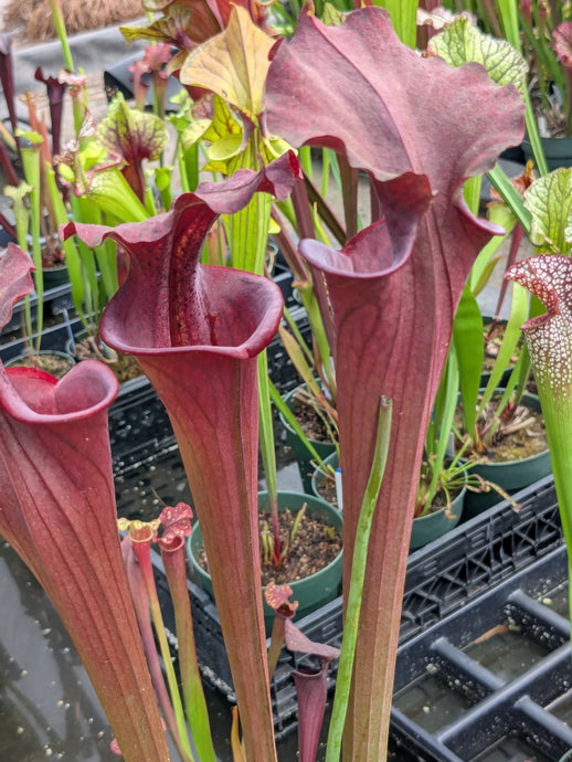 SKU98 hot darkness leucophylla and flava hybrid