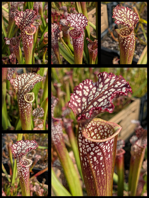Sarracenia leucophylla “Covington” x ‘”Elvis Wilkerson” pitcher plant seedlings