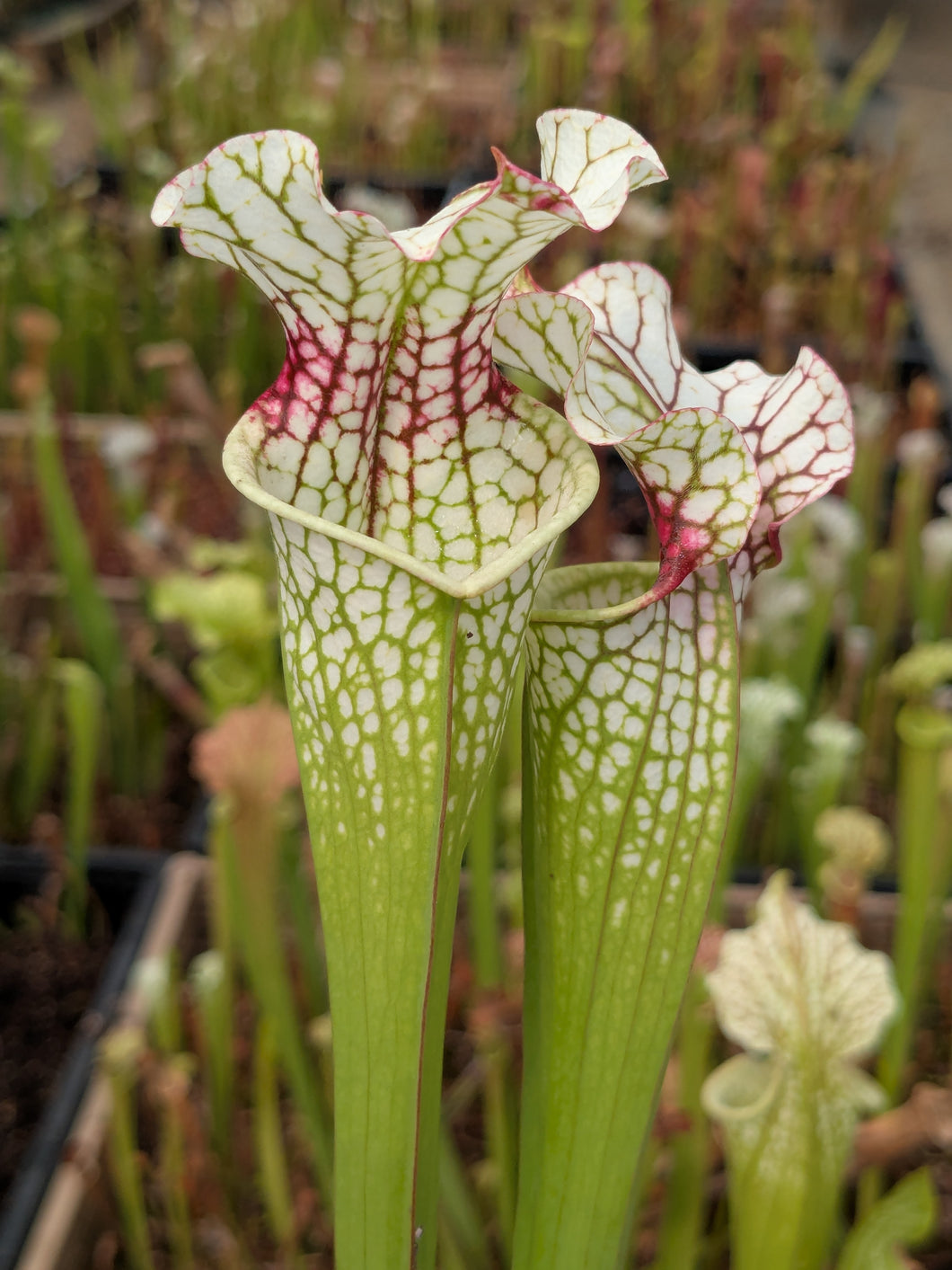 SKU20 ‘Dragon Queen’ x (‘Lunchbox’ x “Wilkerson’s White Knight”)