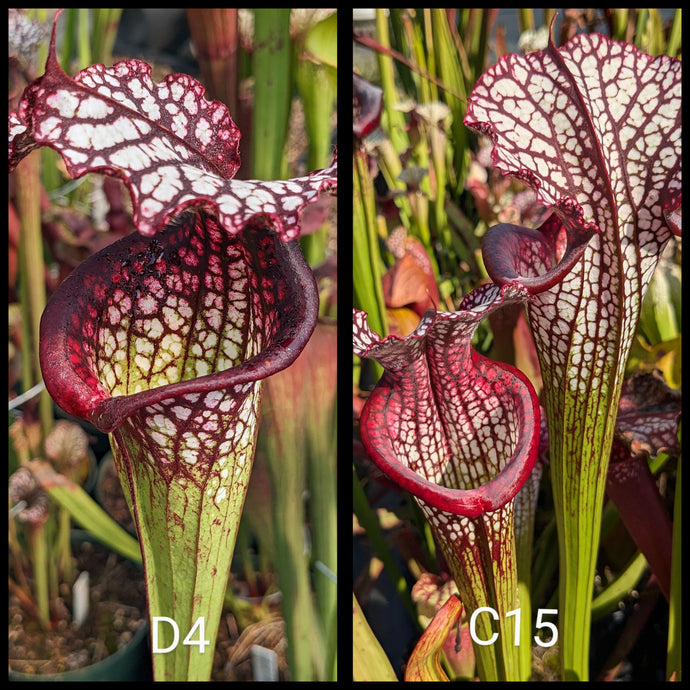 Sarracenia (