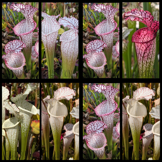 Seed mix #29. White Hot!  Approximately 175 seeds!