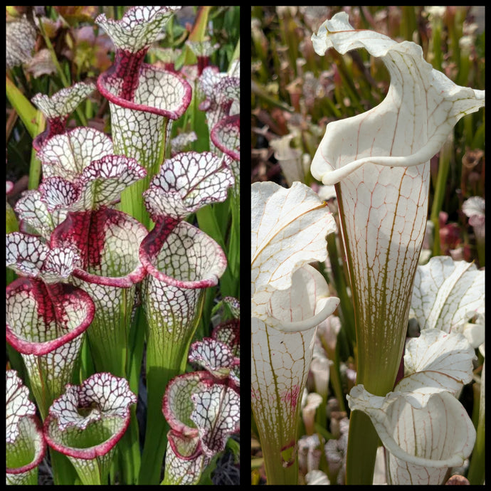 Sarracenia ‘Lunchbox’ x 