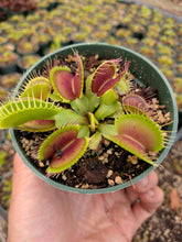 Load image into Gallery viewer, "B-52" Venus Flytrap
