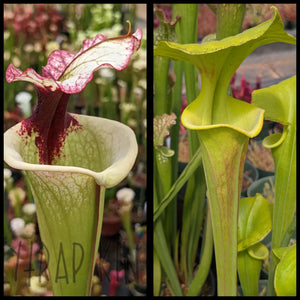 Sarracenia 'Legacy' x flava 'Pastel' seeds