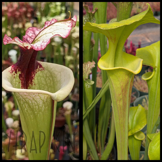 Sarracenia 'Legacy' x flava 'Pastel' seeds